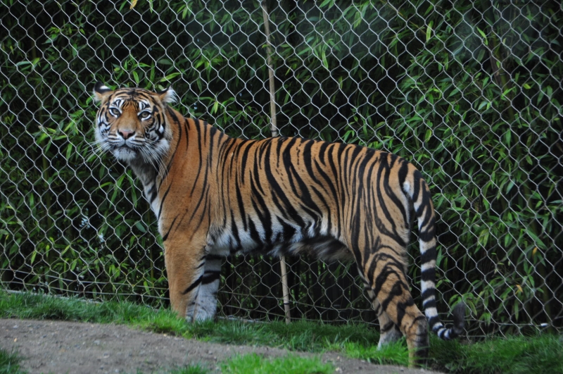 point defiance, zoo, tiger, tacoma