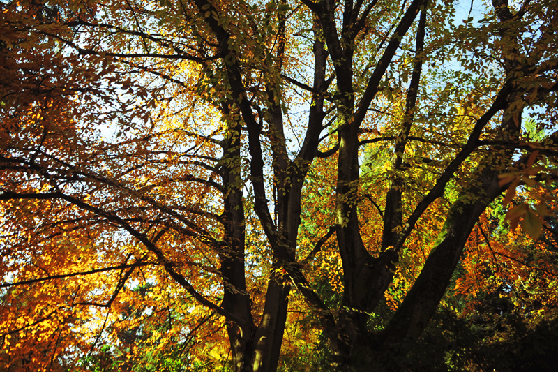 fall, autumn, trees, leaves, park