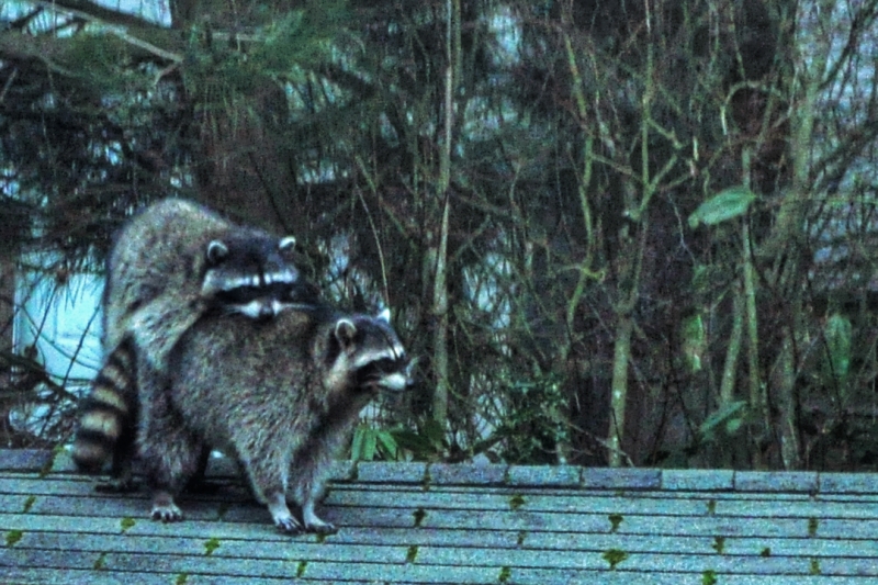 raccoons, 8:15am, backyard
