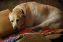 tyler, resting