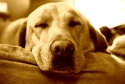 yellow lab