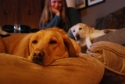 yellow lab