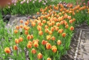 tulips, flower