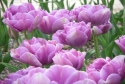 tulips, flower