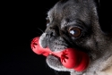 newman, pug, dog