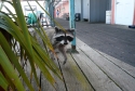 raccoon, port angeles