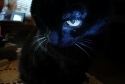 kitty, eye