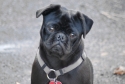 pug