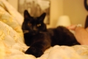 kitty